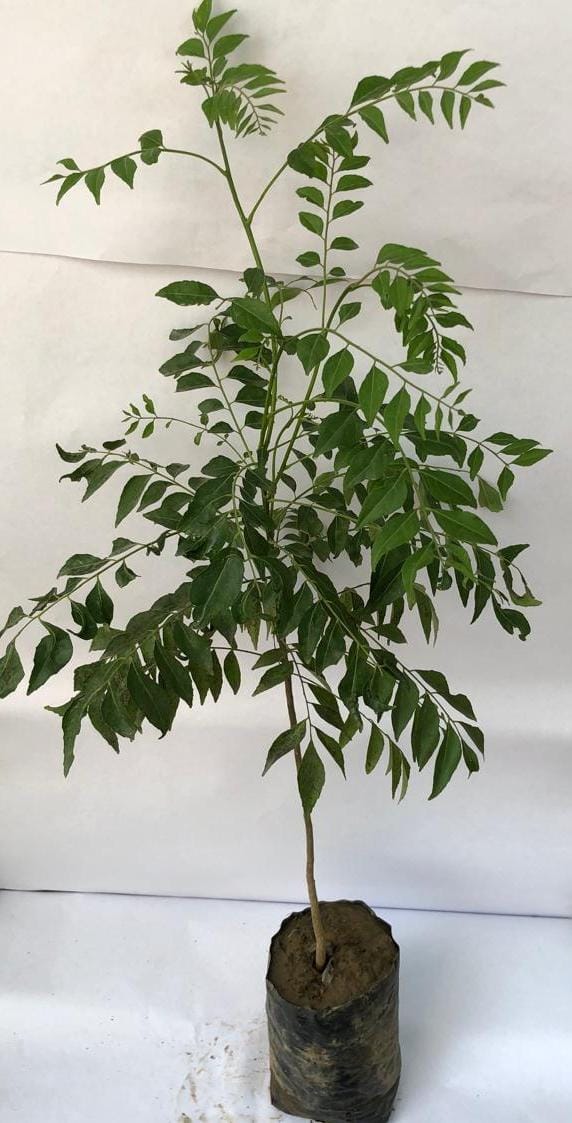 Curry Leaves